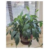 Large Peace Lily Plant In Ceramic Pot