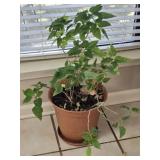Poinsettia Plant in Plastic Pot