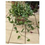 Large Healthy Pathos Plant in Heavy Pot