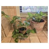 Lot of 3 live plants