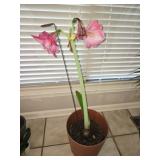 Beautiful 3 ft Amaryllis Floral Plant