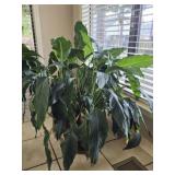 Large Peace Lily Plant in Ceramic Pot