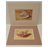 Seashell prints by Waltraud Fuchs Von Schwarzbek