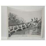 Portrait of a Giraffe By Gaint Photos of Rockford