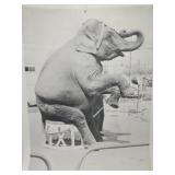 Performing Elephant By Gaint Of Rockford