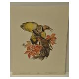 Roger Tory Peterson "Flicker" print