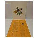Roger Tory Peterson "Baltimore Oriole" print