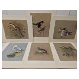 J. Fenwick Lansdowne bird painting portfolio