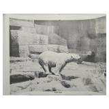 Poland Bear By Gaint Photos of Rockford