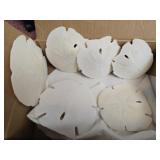 Lot of 6 sand dollars