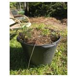 Plastic bucket with live plants