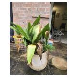 Chalkware planter with plant