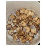 Collection of Misc Shells