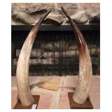 Bull Horns