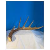 Single antler