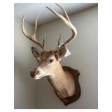 Deer Mount by JR Showalter, Abemarle County