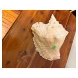 Large Conch Shell