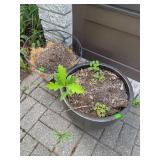 Flowerpot & Hanging Basket