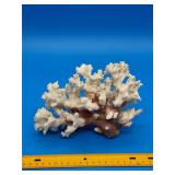 Natural Ocean Coral