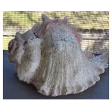 Conch Shell