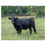 1600 LB Wagyu/Angus Steer available Feb. 2026