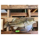 Fish mount about 20 inches long