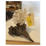 Decorative sea coral