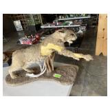 Very nice bobcat mount. Needs some attention.26