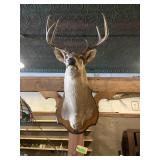 Nice  buck head mount