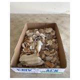 Lot of seashells