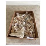 Lot of seashells