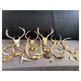 White Tail Deer Antlers/Skulls, Turtle Shell
