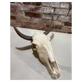 Longhorn Skull