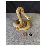 Taxidermy Rattlesnake & 2 Extra Rattlers