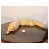 White Fox Fur Pelt Taxidermy
