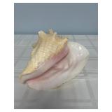 Decorative Queen Conch shell