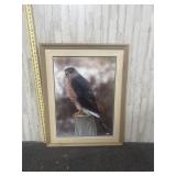 framed photograph of a hawk