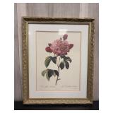Framed print of 'Rosa Gallica Aurelianensis - La D