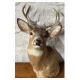 Deer Trophy