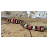Carved Snake