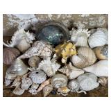 Sea Shell Collection