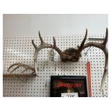 Deer Antlers