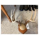 Deer Antlers on plaque