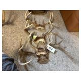 (4) Deer Antlers