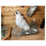 Full Body Arctic Wolf Mount on Base