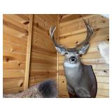 Wyoming 5 x 5 Mule Deer Shoulder Mount