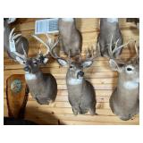 12pt Whitetail Shoulder Mount