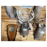 Non-Typical Whitetail Shoulder Mount