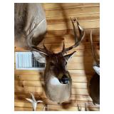 8pt Whitetail Shoulder Mount