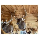 6 x 6 Bull Elk Shoulder Mount